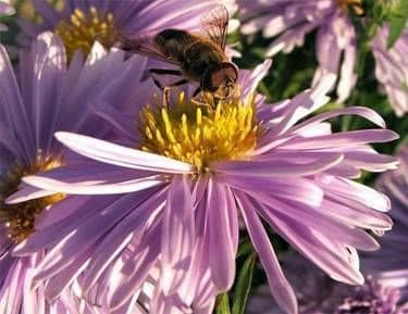 Основним завданням в галузі бджільництва на всьому протязі весняного періоду є забезпечення бджолиних сімей найкращими умовами для їх якнайшвидшого pocта і розвитку