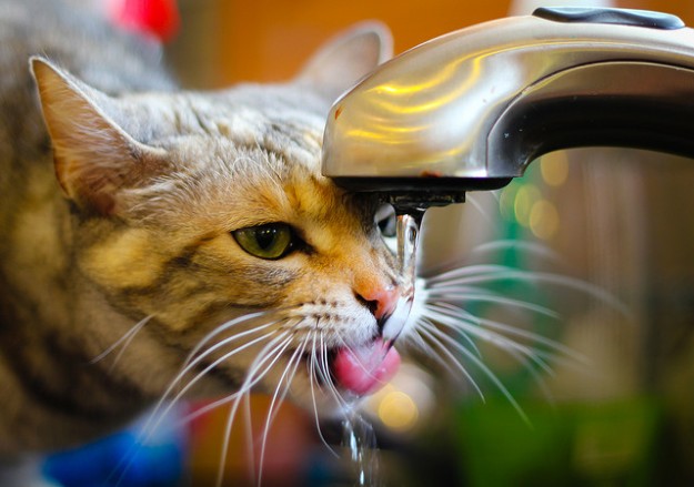 Таким чином, щоб кішка випивала достатню кількість рідина, потрібно, щоб в її розпорядженні постійно була свіжа вода